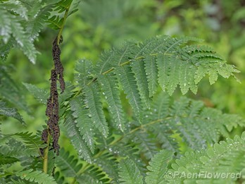 Sporangia and fronds